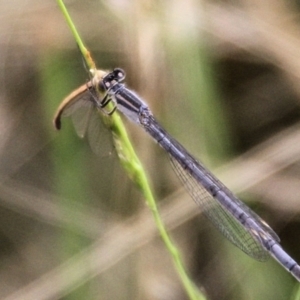 Ischnura heterosticta at Urila, NSW - 11 Jan 2022