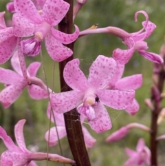 Dipodium roseum (Rosy hyacinth orchid) at Tennent, ACT - 12 Jan 2022 by Brad