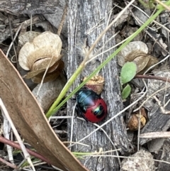 Choerocoris paganus (Ground shield bug) at Gossan Hill - 14 Jan 2022 by JVR