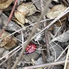 Choerocoris paganus at Bruce, ACT - 14 Jan 2022