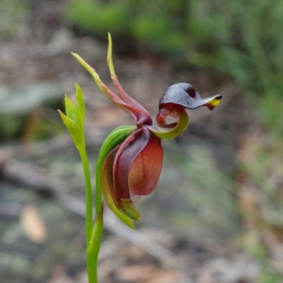 Caleana major (Large Duck Orchid) at Yerriyong, NSW - 13 Jan 2022 by RobG1