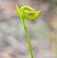 Caleana major at Yerriyong, NSW - suppressed