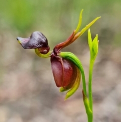 Caleana major at Yerriyong, NSW - suppressed