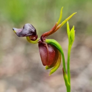 Caleana major at Yerriyong, NSW - 13 Jan 2022