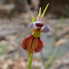 Caleana major at Yerriyong, NSW - 13 Jan 2022