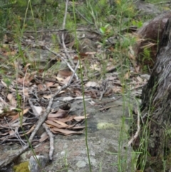 Caleana major at Yerriyong, NSW - suppressed