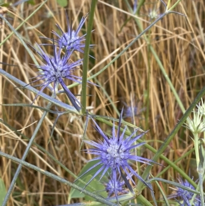 Eryngium ovinum (Blue Devil) at Pialligo, ACT - 13 Jan 2022 by Brad
