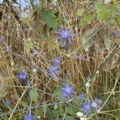 Eryngium ovinum at Pialligo, ACT - 13 Jan 2022 10:27 AM