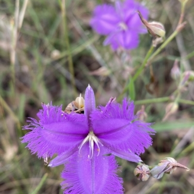 Thysanotus tuberosus (Common Fringe-lily) at Pialligo, ACT - 12 Jan 2022 by Brad