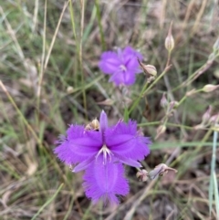 Thysanotus tuberosus at Pialligo, ACT - 13 Jan 2022