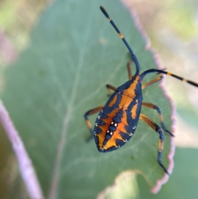 Amorbus (genus) (Eucalyptus Tip bug) at Googong, NSW - 13 Jan 2022 by cherylhodges