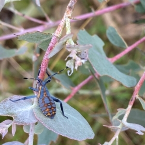 Amorbus sp. (genus) at Googong, NSW - 13 Jan 2022