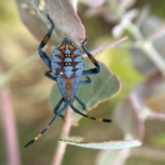 Amorbus sp. (genus) at Googong, NSW - 13 Jan 2022