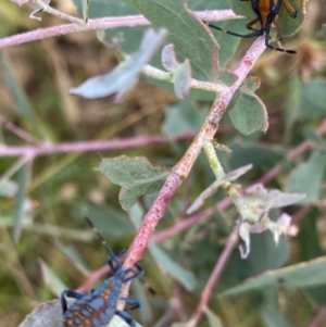 Amorbus sp. (genus) at Googong, NSW - 13 Jan 2022