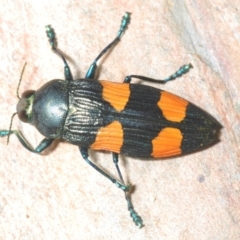 Castiarina interstincta (A jewel beetle) at Cotter River, ACT - 13 Jan 2022 by Harrisi