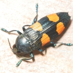 Castiarina interstincta at Cotter River, ACT - 13 Jan 2022 07:50 PM