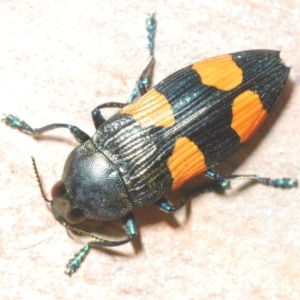 Castiarina interstincta at Cotter River, ACT - 13 Jan 2022 07:50 PM