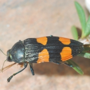 Castiarina interstincta at Cotter River, ACT - 13 Jan 2022