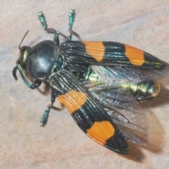 Castiarina interstincta at Cotter River, ACT - 13 Jan 2022