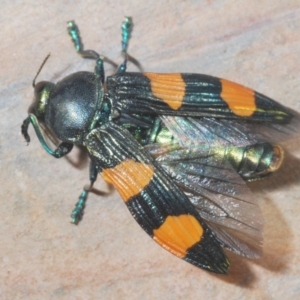 Castiarina interstincta at Cotter River, ACT - 13 Jan 2022