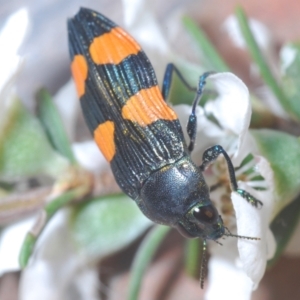 Castiarina interstincta at Cotter River, ACT - 13 Jan 2022