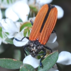 Castiarina nasuta (A jewel beetle) at Cotter River, ACT - 13 Jan 2022 by Harrisi