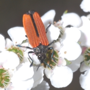 Castiarina nasuta at Cotter River, ACT - 13 Jan 2022