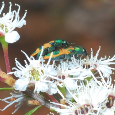 Castiarina hilaris (A jewel beetle) at Cotter River, ACT - 13 Jan 2022 by Harrisi
