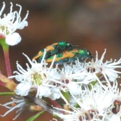 Castiarina hilaris (A jewel beetle) at Lower Cotter Catchment - 13 Jan 2022 by Harrisi