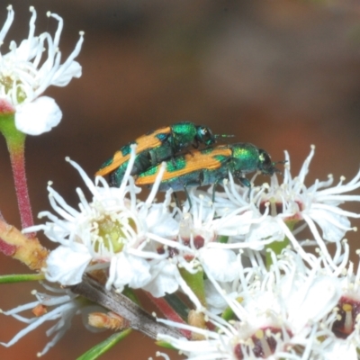 Castiarina hilaris (A jewel beetle) at Lower Cotter Catchment - 13 Jan 2022 by Harrisi