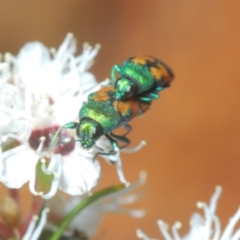 Castiarina hilaris at Cotter River, ACT - 13 Jan 2022