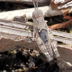 Acrididae sp. (family) (Unidentified Grasshopper) at Piney Ridge - 13 Jan 2022 by tpreston