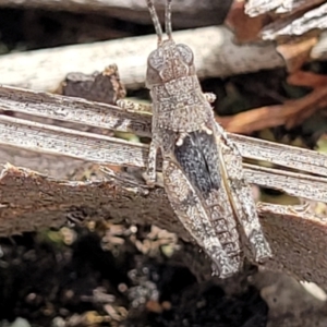 Acrididae sp. (family) at Stromlo, ACT - 14 Jan 2022 10:50 AM