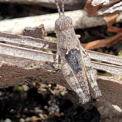 Acrididae sp. (family) (Unidentified Grasshopper) at Block 402 - 13 Jan 2022 by trevorpreston