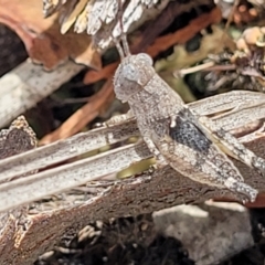 Acrididae sp. (family) at Stromlo, ACT - 14 Jan 2022 10:50 AM