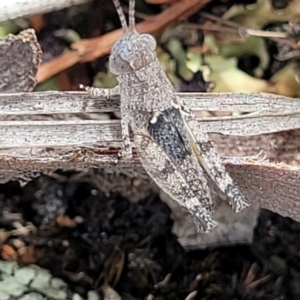 Acrididae sp. (family) at Stromlo, ACT - 14 Jan 2022 10:50 AM