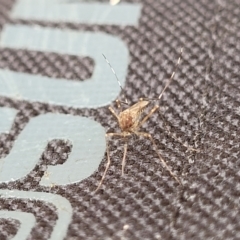 Aedes sp. (genus) (Mosquito) at Stromlo, ACT - 13 Jan 2022 by tpreston