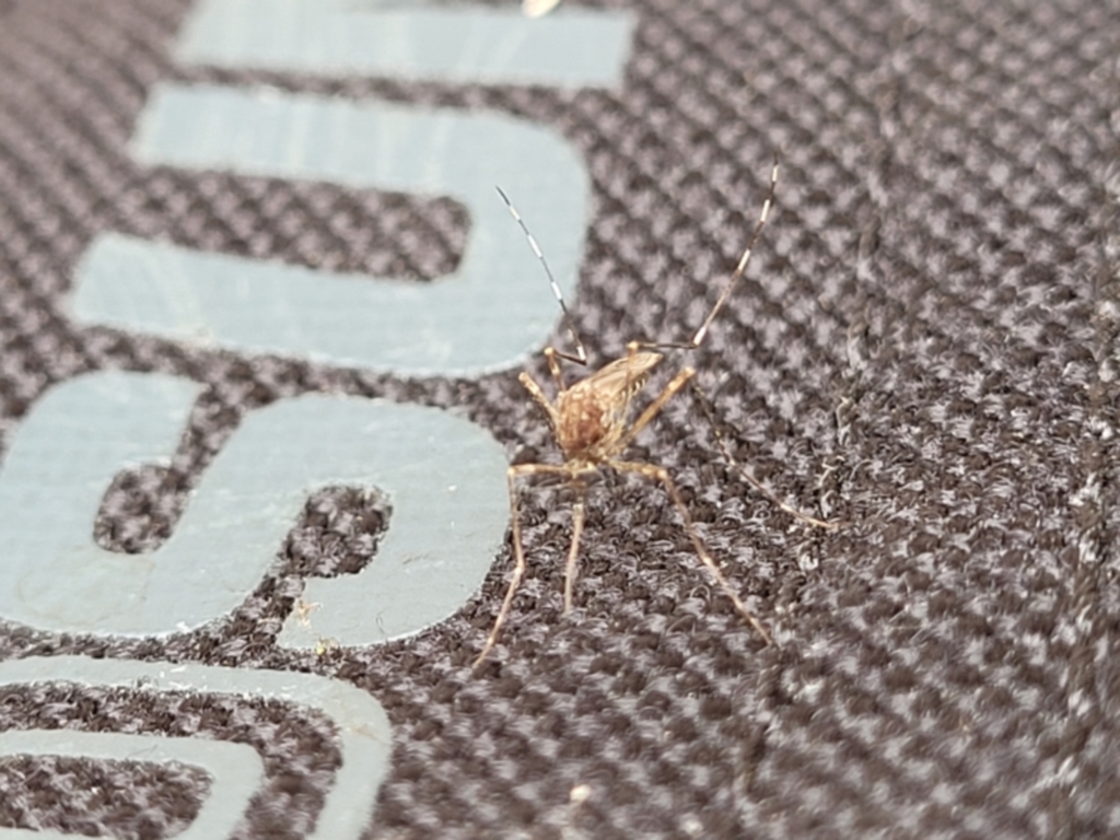 Aedes sp. (genus) at Stromlo, ACT - 14 Jan 2022