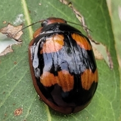 Paropsisterna beata (Blessed Leaf Beetle) at Stromlo, ACT - 14 Jan 2022 by trevorpreston