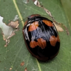 Paropsisterna beata at Stromlo, ACT - 14 Jan 2022