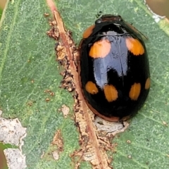 Paropsisterna beata (Blessed Leaf Beetle) at Stromlo, ACT - 14 Jan 2022 by trevorpreston