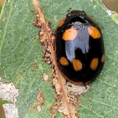 Paropsisterna beata (Blessed Leaf Beetle) at Stromlo, ACT - 14 Jan 2022 by tpreston