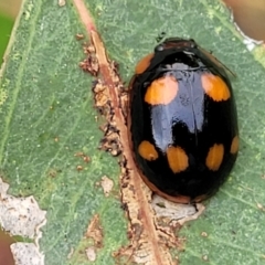 Paropsisterna beata at Stromlo, ACT - 14 Jan 2022 11:50 AM