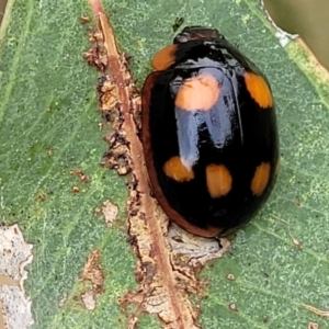 Paropsisterna beata at Stromlo, ACT - 14 Jan 2022 11:50 AM