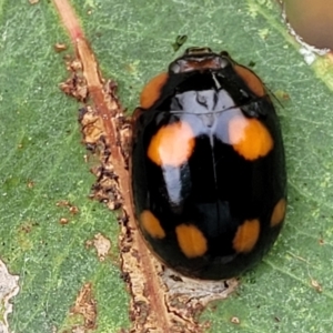 Paropsisterna beata at Stromlo, ACT - 14 Jan 2022