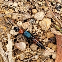 Paederus sp. (genus) (Whiplash rove beetle) at Stromlo, ACT - 14 Jan 2022 by trevorpreston