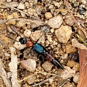 Paederus sp. (genus) at Stromlo, ACT - 14 Jan 2022