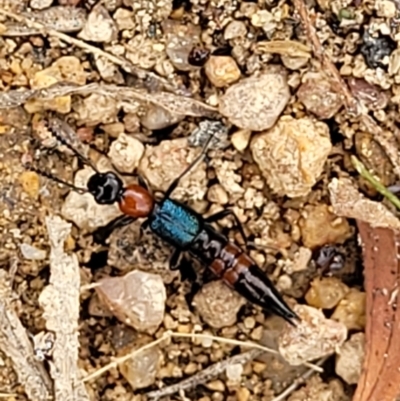 Paederus sp. (genus) (Whiplash rove beetle) at Stromlo, ACT - 14 Jan 2022 by tpreston