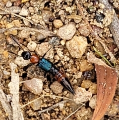 Paederus sp. (genus) at Stromlo, ACT - 14 Jan 2022 11:49 AM