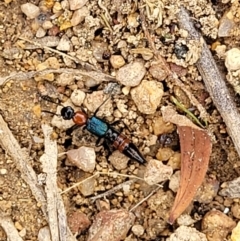 Paederus sp. (genus) at Stromlo, ACT - 14 Jan 2022 11:49 AM